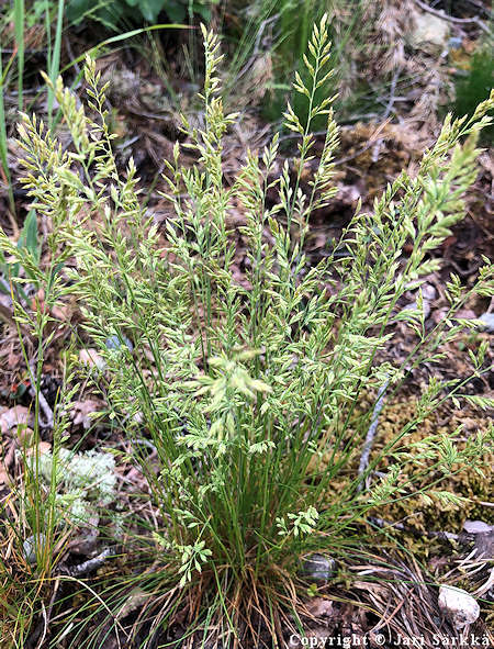 Festuca ovina, lampaannata